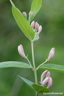 Flower buds and leaves